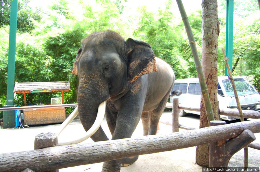Зоопарк Чианг Мая. Звери Чиангмай, Таиланд