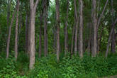 Лес в долине реки Хинджа.