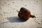 Океан выбросил орех пальмы, тень от которого напоминает яблоко.
