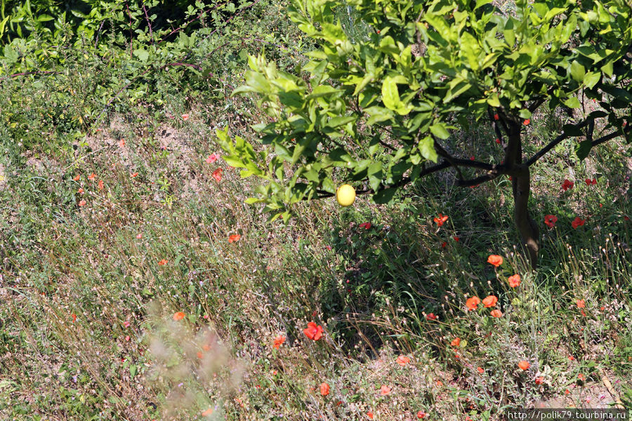 Чинкве-Терре. Пешком из Монтероссо в Вернацца Чинкве-Терре Национальный Парк, Италия