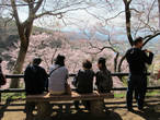 Парк возвышается над местностью (крепости именно на таких местах раньше и строили), поэтому сидим и полюбуемся видами на окрестности, в обрамлении цветущей сакурой