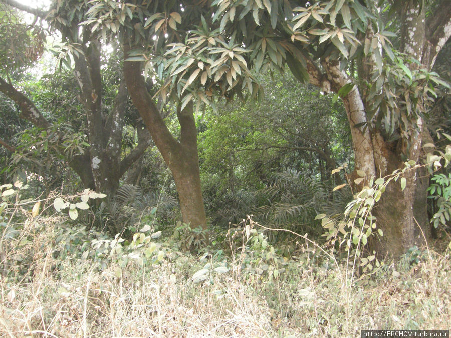 По Западной Африке. Ч 9. Диковинная птица Канкан, Гвинея