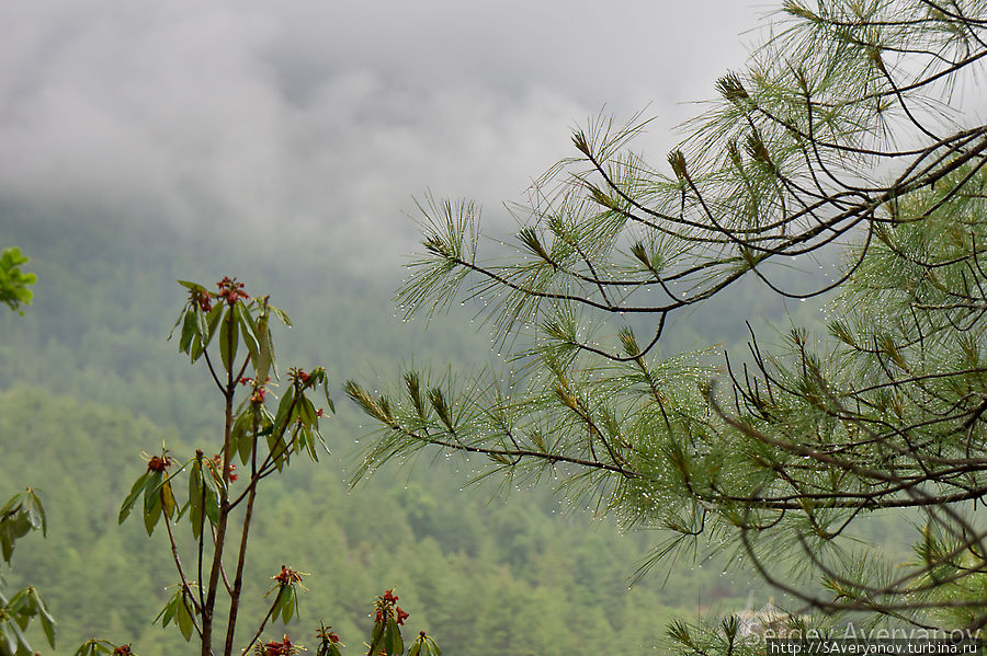 Леса покрывают 70% территории Бутан