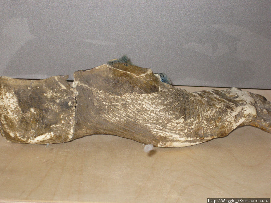 Туфли кракодилья ступня, одевалась знахаркой во время лечения Нортхемптон, Великобритания