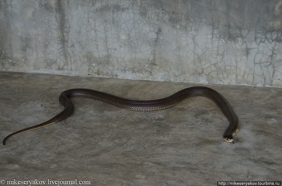 Как едят змей Пхукет, Таиланд