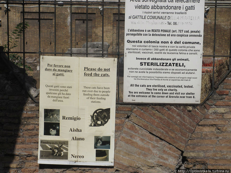 Визит к обитателям площади Торре Арджентина Рим, Италия