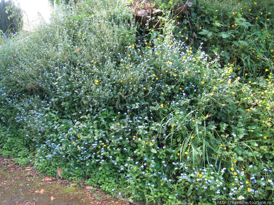 холмик цветущих  незабудок Фрутильяр, Чили