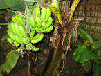 бананы растут не только в Африке...