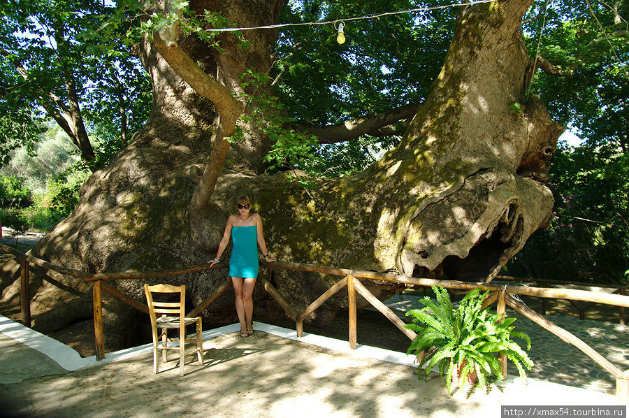 Проехали мимо какого то большого и чем то знаменитого дерева. Остров Крит, Греция