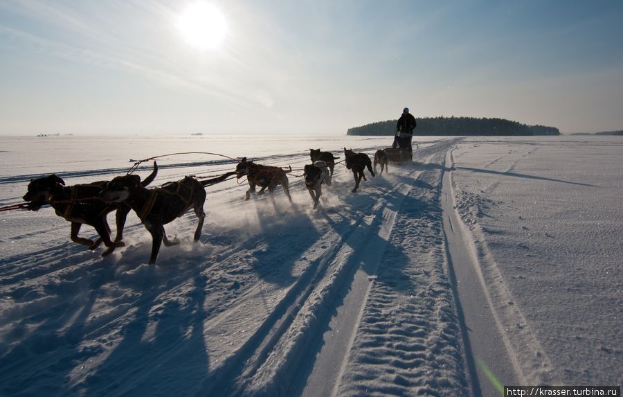 Катание на собачьих упряжках Республика Карелия, Россия