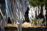 Ритуальные ленты кыйра на деревьях на Улаганском перевале