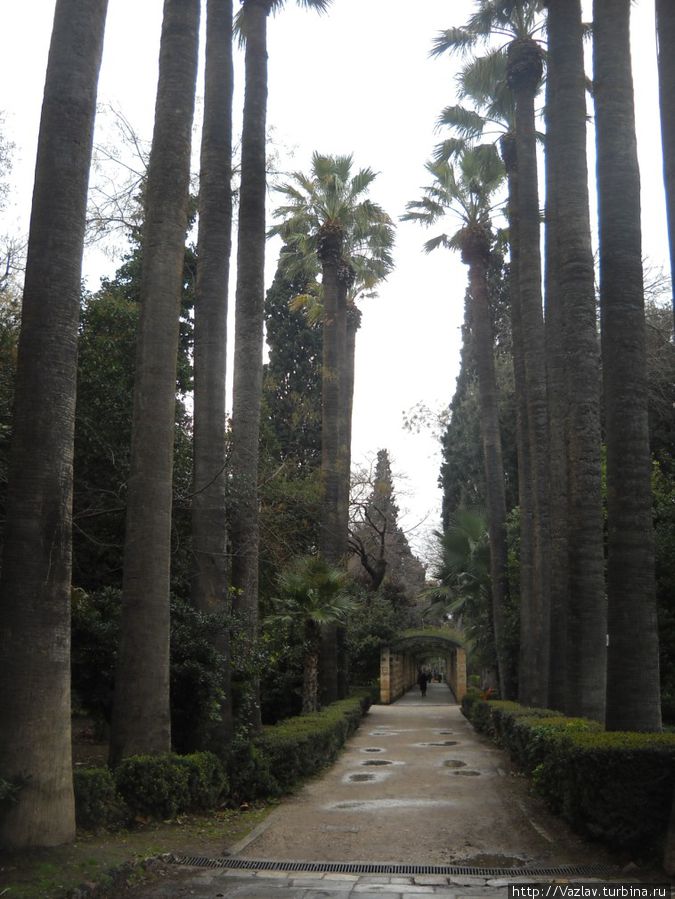 Деревья-гиганты Деревья-гиганты