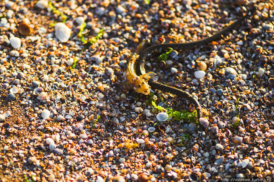 Гуляя по берегу, случайно увидел, что маленькая змейка обвилась вокруг рыбки с целью плотно поужинать. Ее реакция оказалась быстрее моей и фотоаппарата, поэтому на кадре змейка уже удирает в воду. Республика Крым, Россия