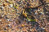 Гуляя по берегу, случайно увидел, что маленькая змейка обвилась вокруг рыбки с целью плотно поужинать. Ее реакция оказалась быстрее моей и фотоаппарата, поэтому на кадре змейка уже удирает в воду.