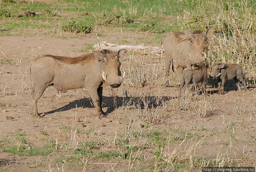 Акуна матата, или даешь сафари! 12.2010 Часть четырнадцатая. Тарангире Национальный Парк, Танзания