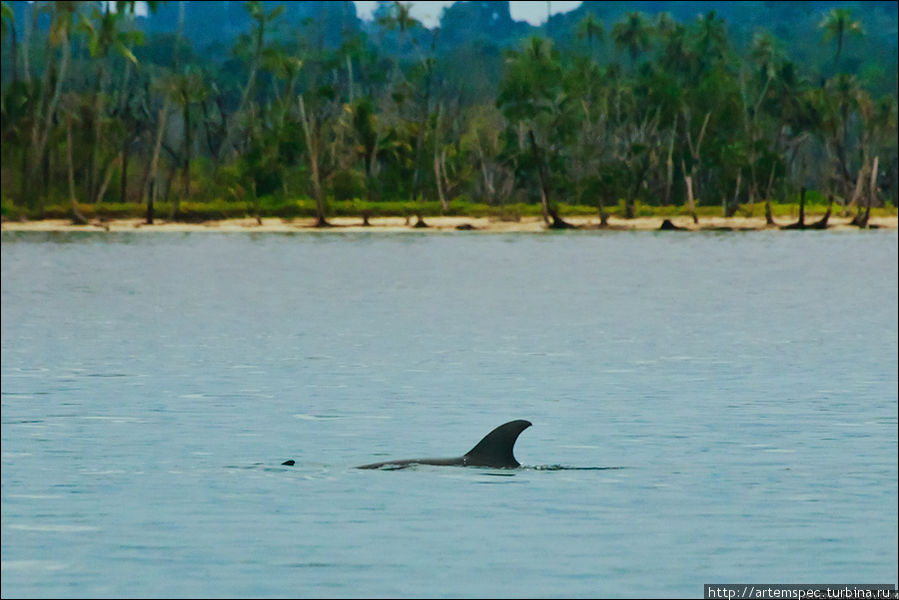 Иногда тут и там виднеются плавники дельфинов Суматра, Индонезия