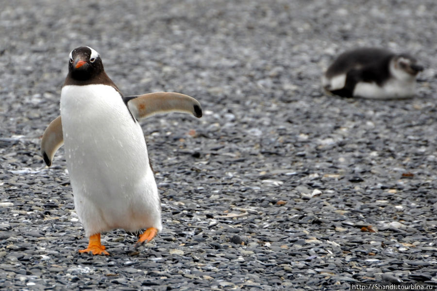 Пингвин Генту, он же пингвин Папуа Провинция Огненная Земля, Аргентина