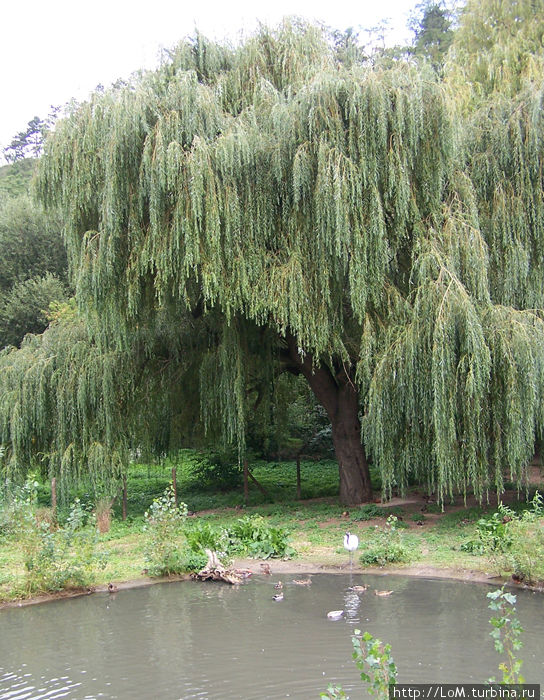 плакучая ива плакучая ива