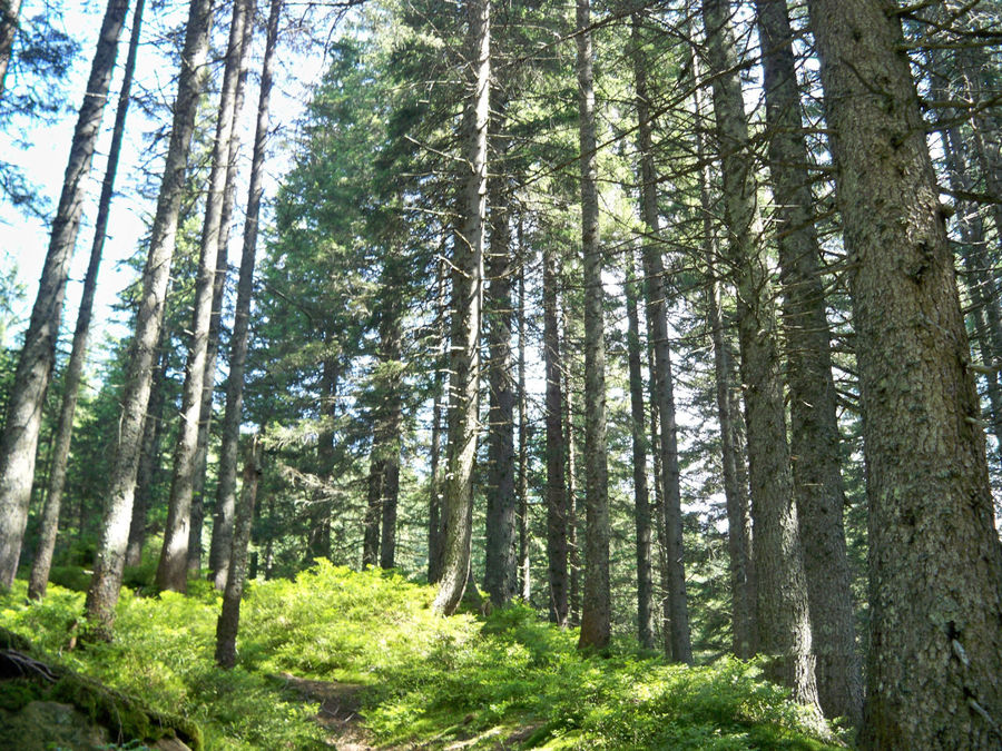 Путь к вершине начинается между смерек Путь к вершине начинается между смерек