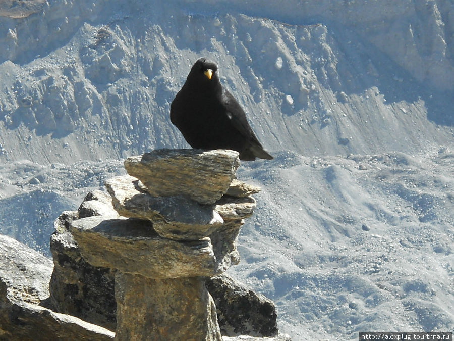 Редка птица долетит до середины Днепра... (с) — Гоголь.
Немало птиц на Гокио Ри (5360 м) — (с) — alexplug. Гокьо, Непал