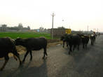 Коровы — тоже активные участники дорожного движения. На них не бибикают — священные животные. И это понятно — индийская женщина рожает в среднем от 8 до 11 детей и если в доме есть корова, то дети, скорее всего, выживут.