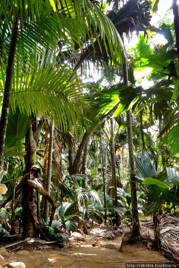 Coco de Mer, или Эротичное чудо природы Остров Праслин, Сейшельские острова