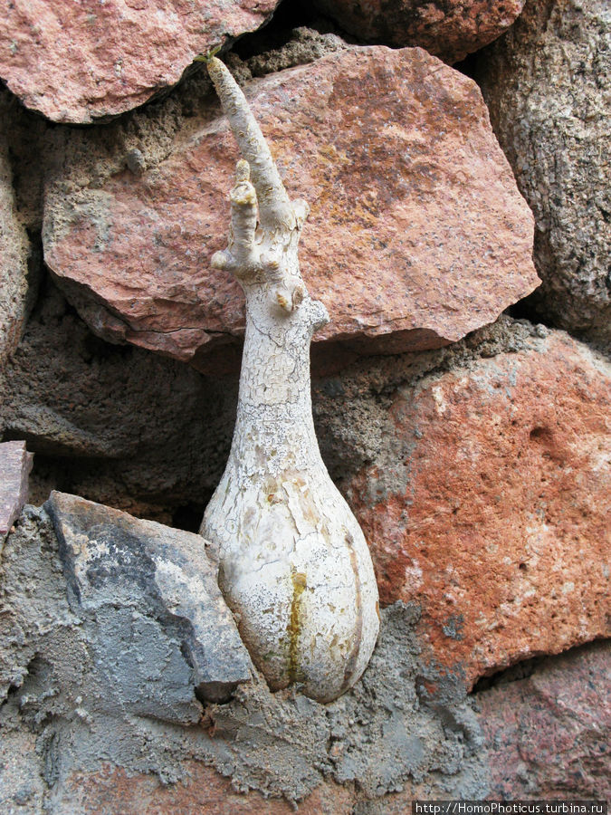 молодая скальная бутылка Остров Сокотра, Йемен