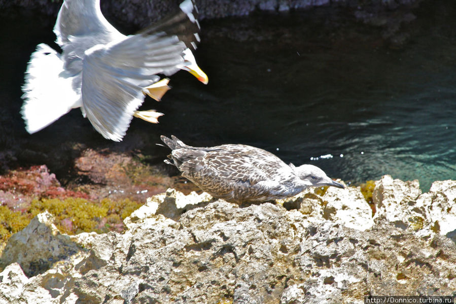 Чайка атакует Л-Эстартит, Испания Чайка атакует Л-Эстартит, Испания