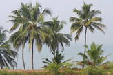В Керале много высоких пальм