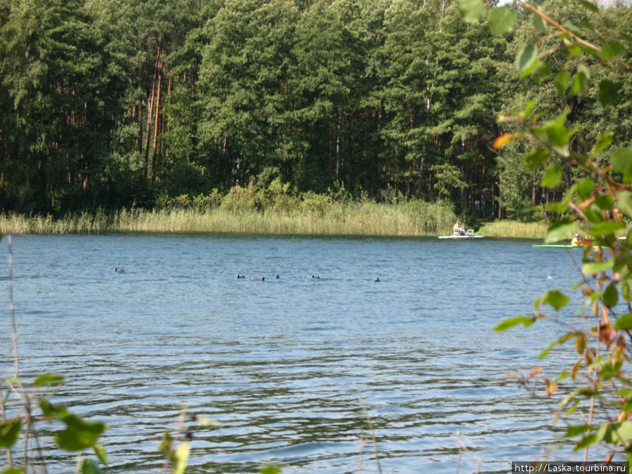 стайка лысок (лысух) — черные уточки с белым пятном на лбу Шацк, Украина