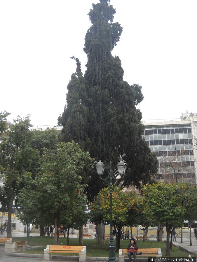 Сплошная зелень Сплошная зелень