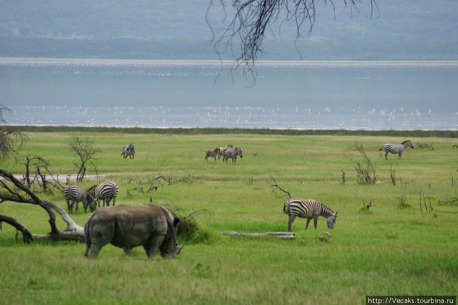 Крокодилы, бегемоты, обезьяны и кашалоты озера Накуру Озеро Накуру Национальный Парк, Кения