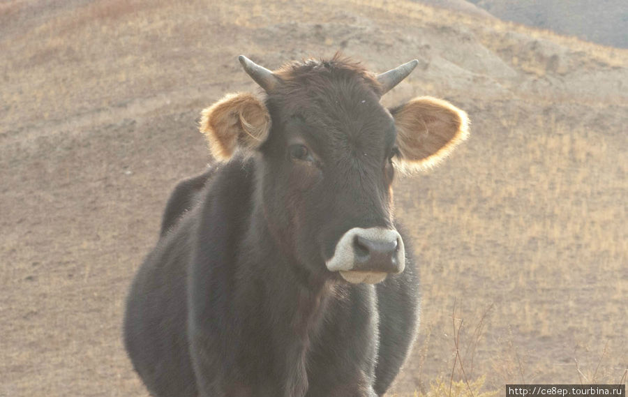 Даже корова удивляется, когда видит Оку Киргизия