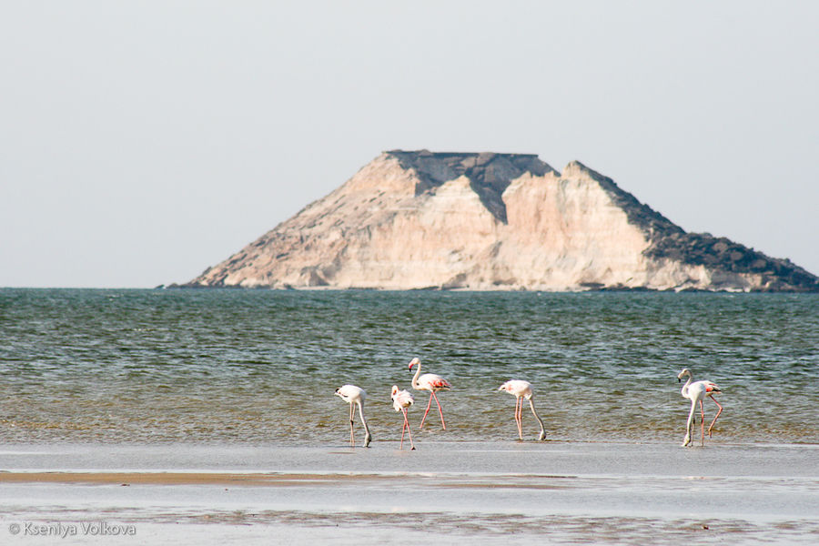 Фламинго ранним утром Дахла, Западная Сахара