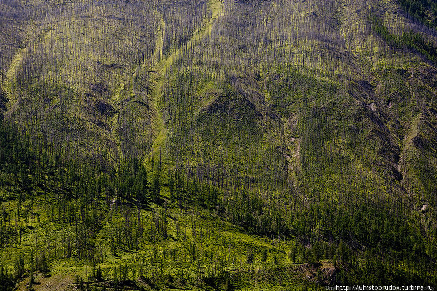 Склон после лесного пожара. Республика Алтай, Россия