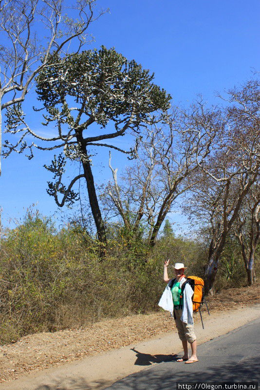 Вот это кактус вырос Национальный парк Мудумалай, Индия