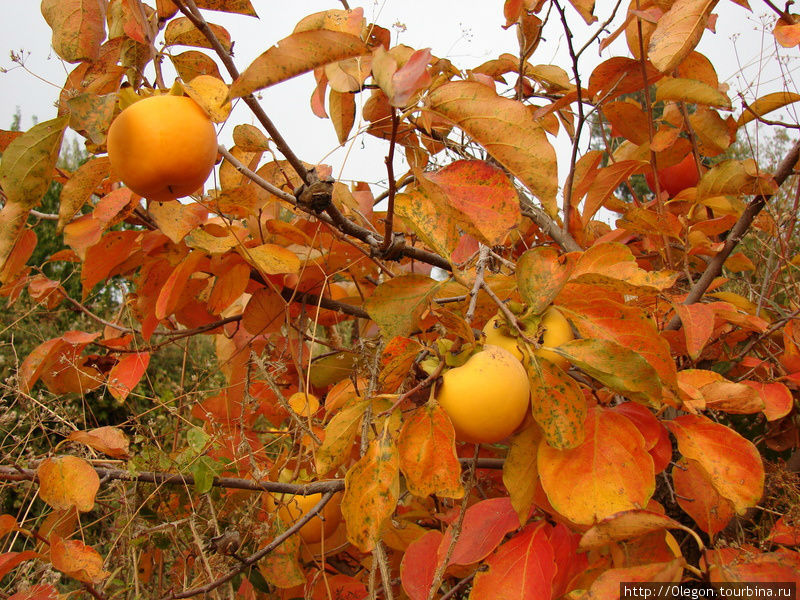 Спелая хурма, сладкая как мёд(без обмана) Долина Кадиша, Ливан Спелая хурма, сладкая как мёд(без обмана) Долина Кадиша, Ливан