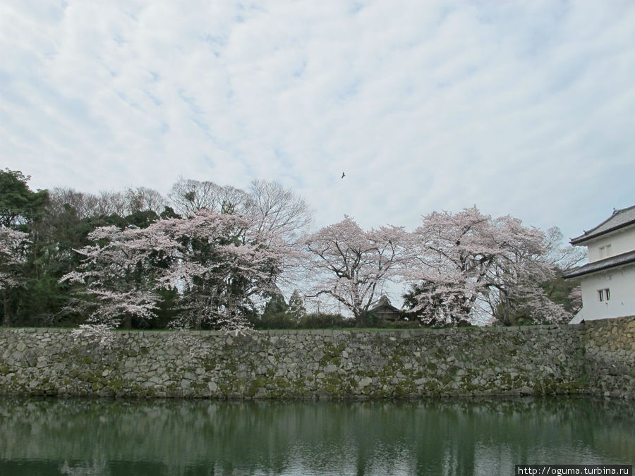 Коршун над крепостью Хиконэ, Япония
