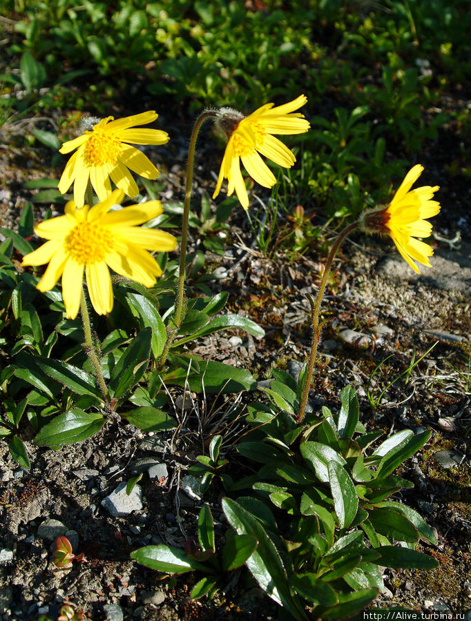 Цветы субарктической Аляски Национальный парк Денали, CША