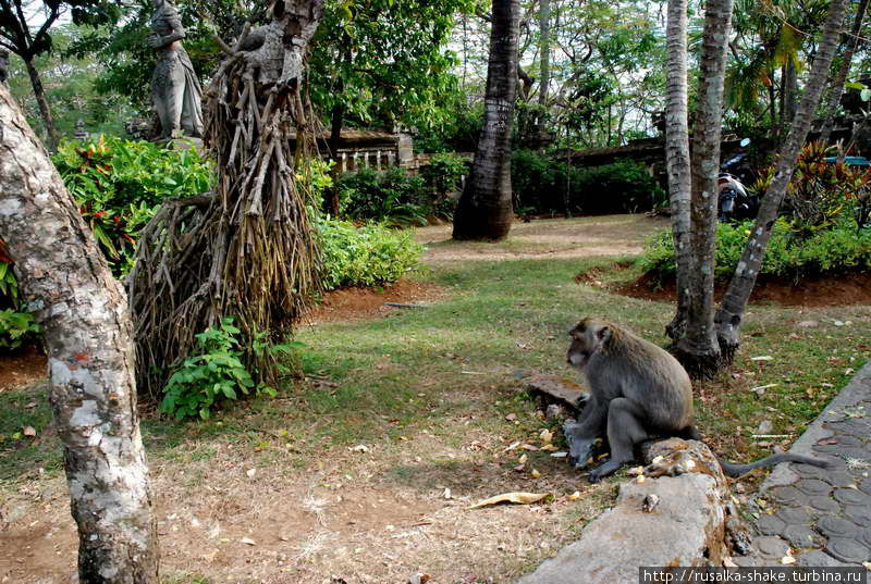 Священный обезьяний лес Данау-Буян, Индонезия