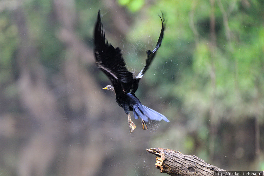За птицами в джунгли Сепилок, Малайзия