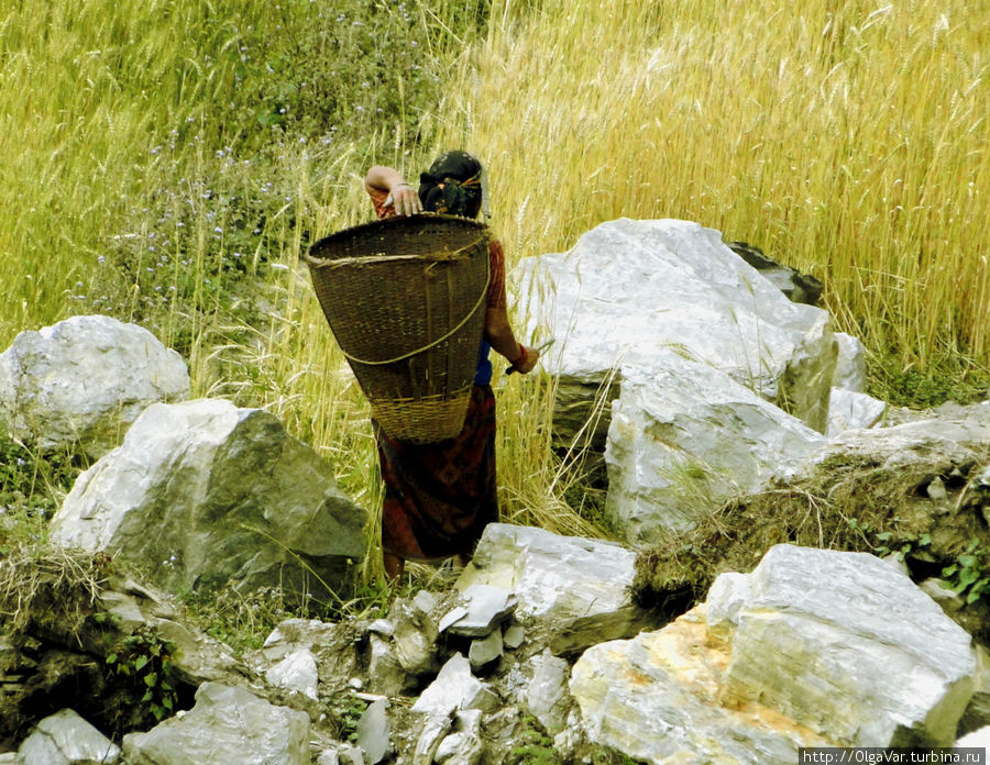 Сборщица пшеницы Гандрук, Непал