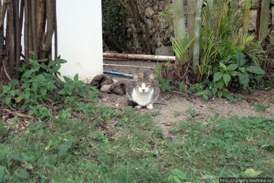Сторожевой кот Хуан-Долио, Доминиканская Республика