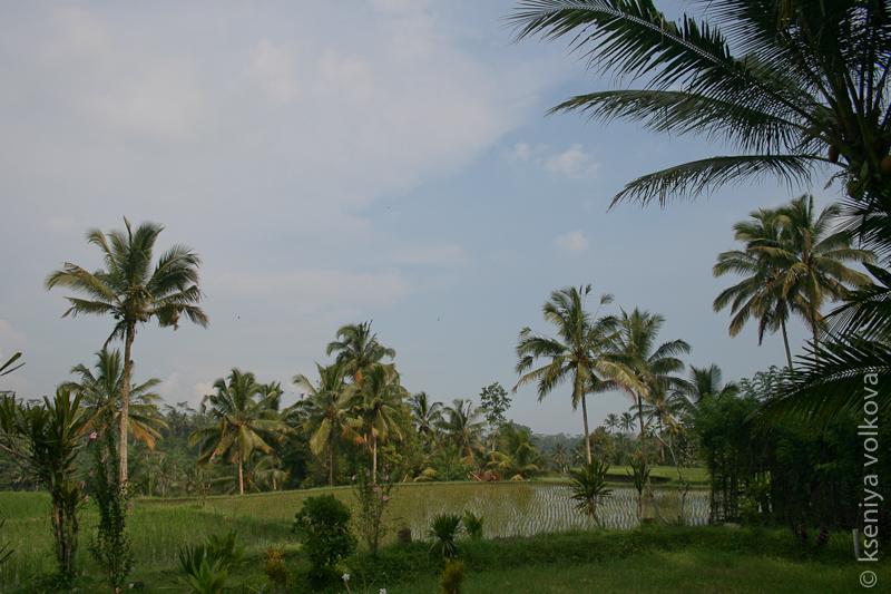 Рисовые поля раскинулись по обе стороны от дороги к храму Бали, Индонезия