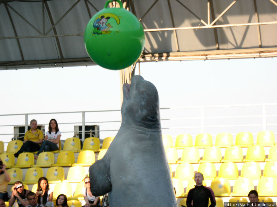 Дельфинарий Немо Одесса, Украина Дельфинарий Немо Одесса, Украина