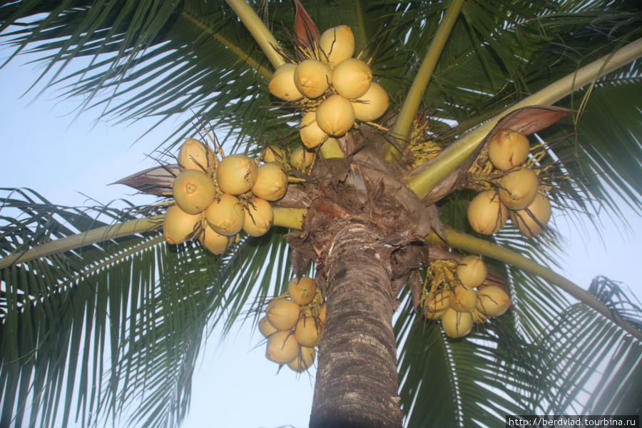и опять кокосы Камала, Таиланд