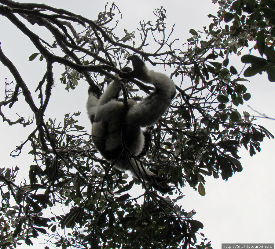 Лемуры довольно проворно перемещаются по деревьям. Иногда они оказываются прямо над головой, тут бы шею не сломать... Перинет, Мадагаскар