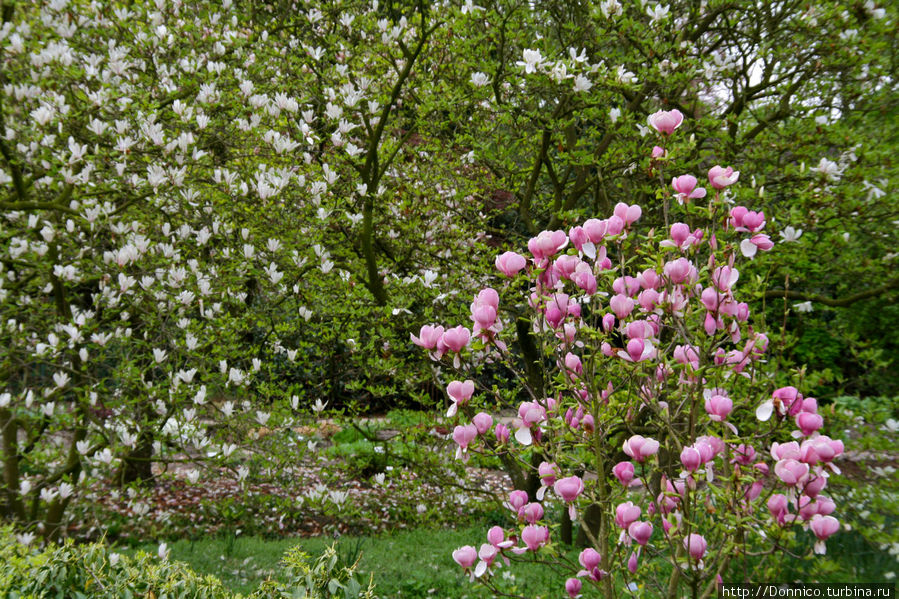 Рододенбремен! Бремен, Германия Рододенбремен! Бремен, Германия