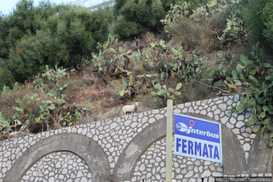 Автобусная остановка — Фермата. Наверху кактус опунция и баран. Сицилия, Италия
