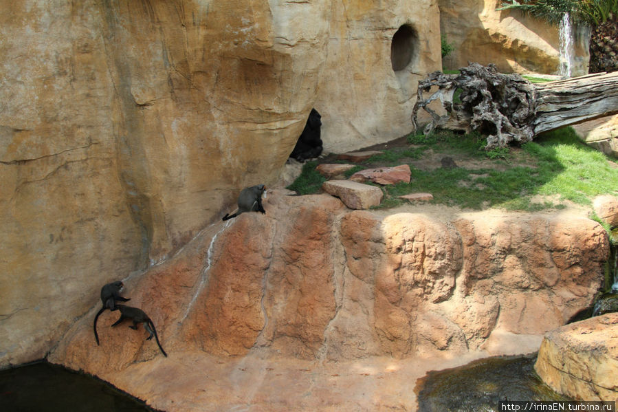 Биопарк (зоопарк) Фуэнхирола, Испания